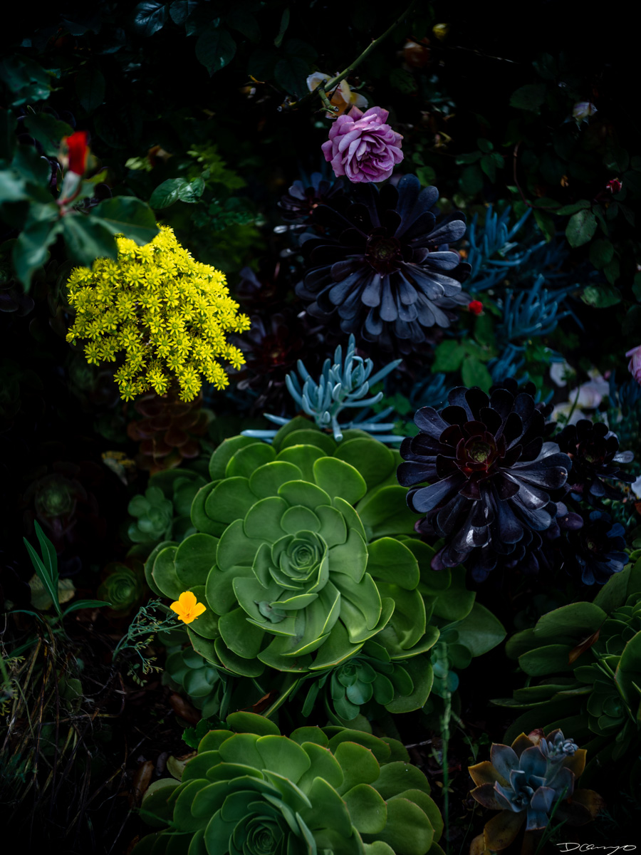 Pretty things that I wanted to take pictures of around Berkeley in 2023.